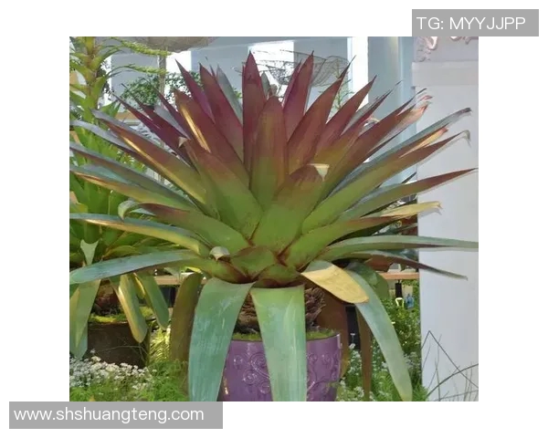 河南姚明菊的独特魅力与栽培技巧探秘，助力花卉产业发展新篇章